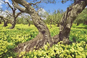 Olive Prints: Olive grove with Bermuda buttercups - Greece, Crete, Lasithi, Zakros