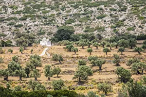 Images Dated 19th June 2019: Olive grove and chapel, Naxos, Cyclade Islands, Greece
