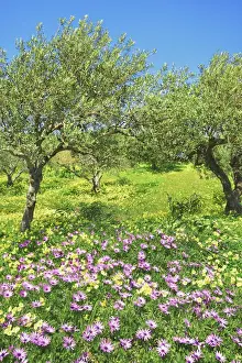 Olive Prints: Olive grove with osteospermums and Bermuda buttercups - Greece, Crete, Lasithi, Zakros