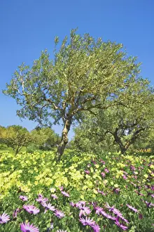 Olive Prints: Olive grove with osteospermums and Bermuda buttercups - Greece, Crete, Lasithi, Zakros