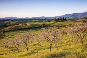 Images Dated 17th April 2017: Olive grove and rolling hills at sunrise, Val d Orcia, Tuscany, Italy