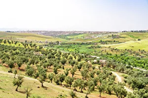 Olive Grove Prints: Olive groves in the green rolling hills nearby the city of Fez, Morocco