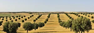 Images Dated 28th June 2012: Olive groves and harvest of wheat near Serpa. Alentejo, Portugal