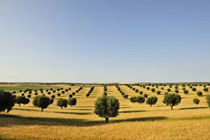 Images Dated 28th June 2012: Olive groves and harvest of wheat near Serpa. Alentejo, Portugal