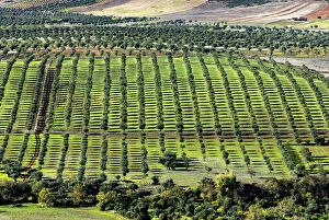 Aerial Photo Gallery: Olive groves in the Monsaraz region, Alentejo, Portugal