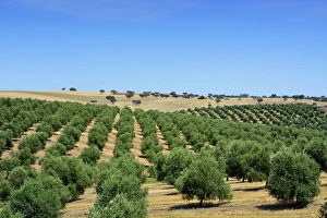 Olive groves near Mertola. Alentejo, Portugal