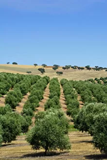 Images Dated 21st August 2017: Olive groves near Mertola. Alentejo, Portugal