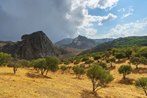 Olive Grove Prints: Olive groves and rocky mountains along the way to Montejaque, Serrania de Ronda, Malaga