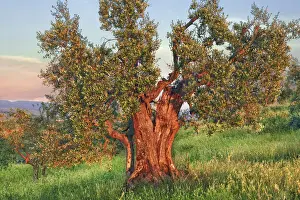 Olive Prints: Olive - Italy, Tuscany, Siena, Val d Orcia, Pienza