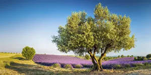 Blossoms Prints: Olive Tree & Field of Lavender, Provence, France