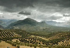 Olive tree fields in Sierra Magina. Jaen, Andalucia, Spain
