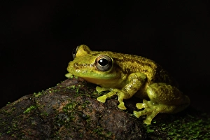 Amphibian Prints: Olive Tree Frog (Scinax elaeochrous), mid elevation cloud forest, Arenal, Costa Rica