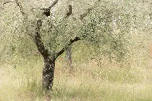 Q2 2025 Prints: Olive tree, Montisi, Montalcino, Province of Siena, Tuscany, Italy