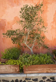 Olive tree against an ochre wall, Oia, Santorini (Thira), Cyclades Islands, Greece