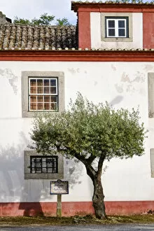 Window Gallery: Olive tree. Quinta de Santo Amaro. Aldeia da Piedade, Setubal. Portugal