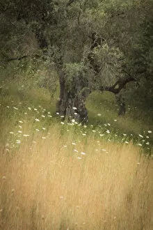 Images Dated 30th June 2022: Olive tree, Skopelos Town, Skopelos, Sporade Islands, Greece