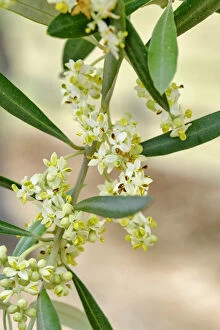 Images Dated 15th June 2020: Olive tree Spring blossom. Palmela. Portugal