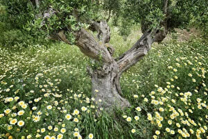 Images Dated 15th June 2020: Olive tree in Spring. Palmela. Portugal