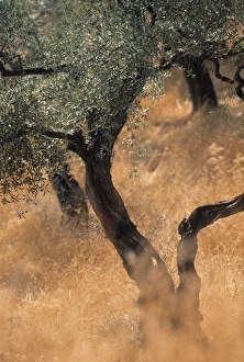 Turkish Collection: Olive tree, Turkey