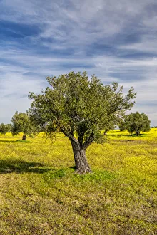 Olive trees, Alentejo, Portugal