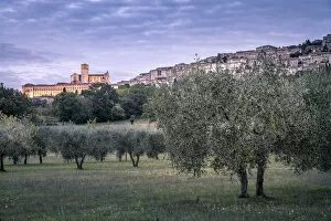 Olive trees and Basilica di San Francesco at dusk, Assisi, Umbria, Italy