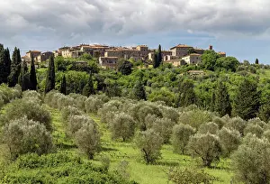 Olive Grove Prints: Olive trees and Castelnuovo dell'Abate, Montalcino, Tuscany, Italy