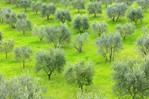 Montalcino Prints: Olive trees in green grass field, near Montalcino, Tuscany, Italy