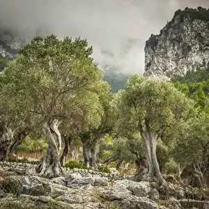 Images Dated 1st October 2017: Olive trees, Serra de Tramuntana, Mallorca (Majorca), Balearic Islands, Spain