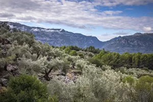 Images Dated 12th October 2017: Olive trees, Serra de Tramuntana, Mallorca (Majorca), Balearic Islands, Spain