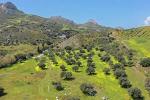 Images Dated 13th June 2023: Olive trees in spring, Preveli, Rethymno, Crete, Greece