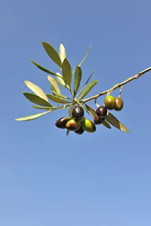 Economy Prints: Olives, Alentejo, Portugal