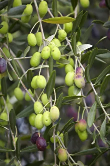 Produce Prints: Detail of olives (Olea europaea) in an oliveyard in Maipu