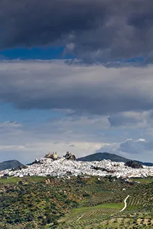 Olive Grove Prints: Olvera, Cadiz Province, Andalusia, Spain