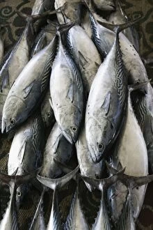 Images Dated 17th February 2007: Oman, Muscat, Mutrah, Mutrah Fish Market- Fish from the Arabian Gulf