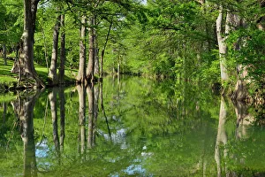 Streams Prints: Onion Creek with reflected cypress trees, Hays County, Texas, USA