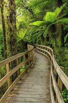 Temperate Rain Forest Prints: ootpath Through Hokitika Gorge, near Hokitika, South Island, New Zealand