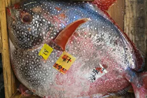 Images Dated 29th April 2016: Opah fish, Tsukiji Central Fish Market, Tokyo, Japan