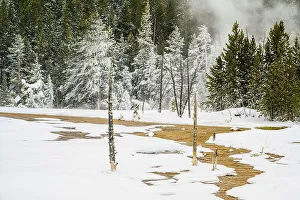 Carvings Prints: Open water of thermal area with frosted trees, Yellowstone National Park, Wyoming, USA