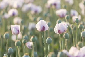 Images Dated 20th July 2017: Opium Poppies in a Dorset field, England. Summer (July) 2013