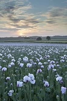 Images Dated 5th July 2013: Opium poppies flowering in a Dorset field, Dorset, England. Summer (July)
