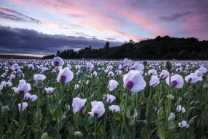 Oxfordshire Prints: Opium Poppies, Oxford, Oxfordshire, England, UK