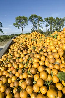 Orange Grove, Immokalee, Florida