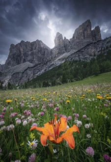 Orange livy Lilium Bulbiferum and other wild flowers growing in Val Gardena, Dolomites