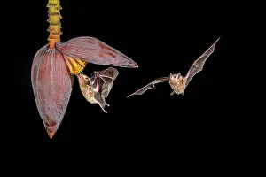 Rodents Prints: Orange Nectar Bat (Lonchophylla robusta), Boca Tapada, Alajuela, Costa Rica