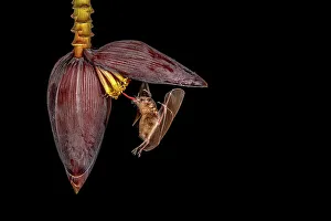 Orange Nectar Bat (Lonchophylla robusta), Boca Tapada, Alajuela, Costa Rica
