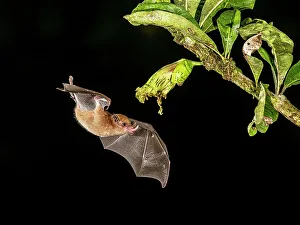 Orange Nectar Bat (Lonchophylla robusta), Boca Tapada, Costa Rica