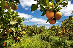Orange plantation, Guia, Algarve, Portugal