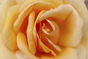 Botany Prints: Orange rose in the park of Ooidonk Castle near Deinze, East Flanders, Belgium