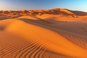 North African Prints: Orange sand dunes at sunrise, Erg Chebbi, Sahara Desert, near Merzouga, Morocco