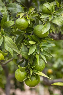 Images Dated 6th October 2017: Orange tree, Serra de Tramuntana, Mallorca (Majorca), Balearic Islands, Spain